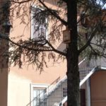 La bat-box sul cedro
