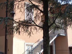 La bat-box sul cedro
