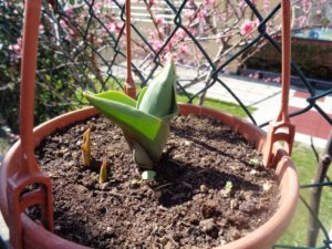 Il bulbo metafora della primavera
