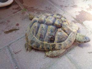 La tartaruga con la zampa più corta