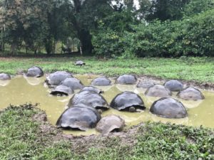 Le tartarughe delle Galapagos