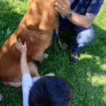 un adulto vicino ad un cane seduto per terra. Un bambino accarezza il cane