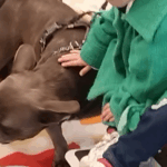 un cane sdraiato su una coperta, un bambino accarezza il cane