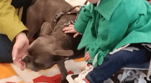 un cane sdraiato su una coperta, un bambino accarezza il cane
