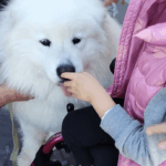 un cane bianco annusa la mano di un bambno