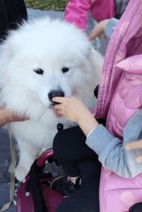 un cane bianco annusa la mano di un bambno